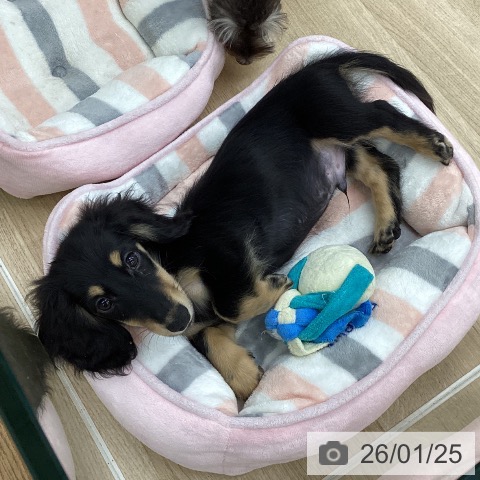 福島県のミニチュアダックスフンド(ロング) (ペットプラス 福島店/2025年10月26日生まれ/男の子/ブラックイエロー)の子犬の3枚目の画像