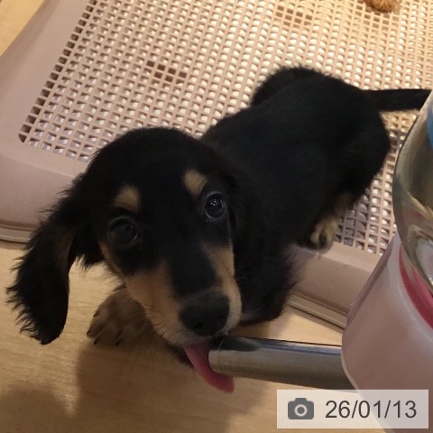 山形県のミニチュアダックスフンド(ロング) (ペットプラス 天童店/2025年10月26日生まれ/男の子/ブラックイエロー)の子犬の4枚目の画像