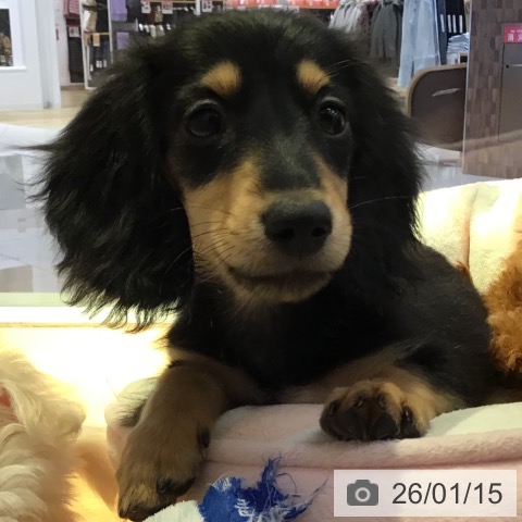 山形県のミニチュアダックスフンド(ロング) (ペットプラス 天童店/2025年10月26日生まれ/男の子/ブラックイエロー)の子犬の3枚目の画像