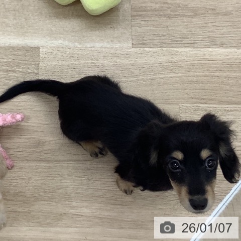 千葉県のミニチュアダックスフンド(ロング) (ペットプラス 船橋店/2025年10月26日生まれ/女の子/ブラックイエロー)の子犬の3枚目の画像