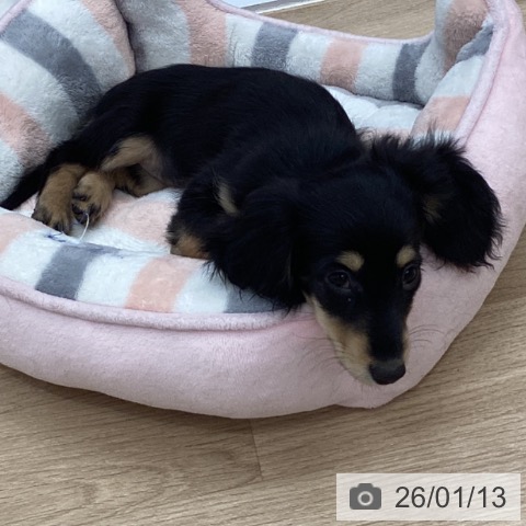 千葉県のミニチュアダックスフンド(ロング) (ペットプラス 船橋店/2025年10月26日生まれ/女の子/ブラックイエロー)の子犬の4枚目の画像