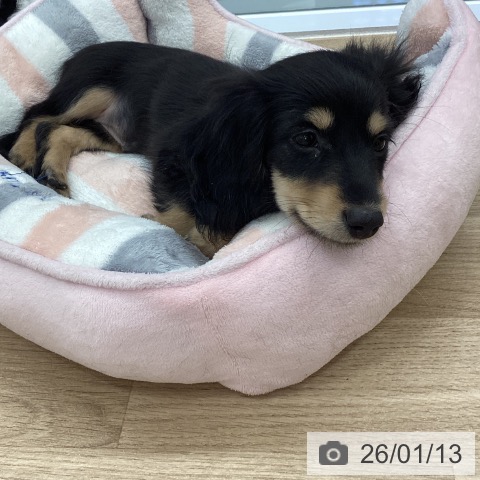 千葉県のミニチュアダックスフンド(ロング) (ペットプラス 船橋店/2025年10月26日生まれ/女の子/ブラックイエロー)の子犬の3枚目の画像