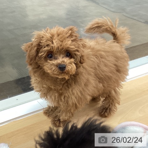 長野県のトイプードル(トイ) (ペットプラス 松本店/2025年10月26日生まれ/男の子/レッド)の子犬の4枚目の画像