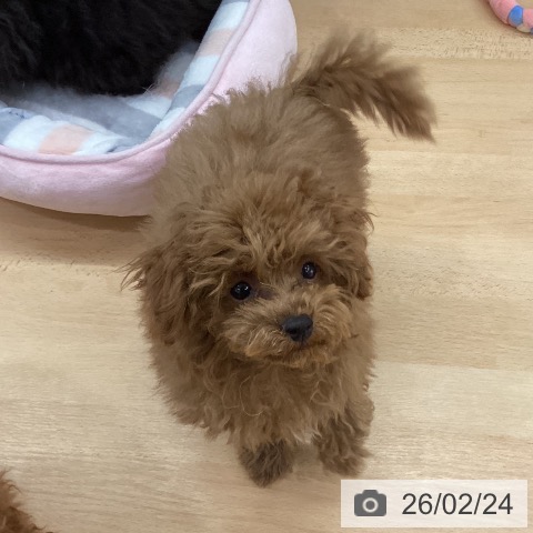 長野県のトイプードル(トイ) (ペットプラス 松本店/2025年10月26日生まれ/男の子/レッド)の子犬の3枚目の画像