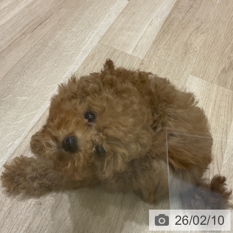 トイ・プードルの写真