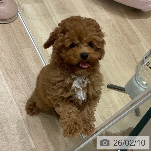 トイ・プードルの写真