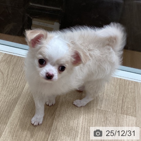 埼玉県のチワワ(ロング) (ペットプラス ピオニウォーク東松山店/2025年10月25日生まれ/男の子/クリームホワイト)の子犬の4枚目の画像