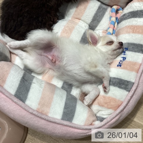 埼玉県のチワワ(ロング) (ペットプラス ピオニウォーク東松山店/2025年10月25日生まれ/男の子/クリームホワイト)の子犬の3枚目の画像