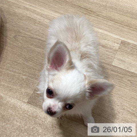 埼玉県のチワワ(ロング) (ペットプラス ピオニウォーク東松山店/2025年10月25日生まれ/男の子/クリームホワイト)の子犬の4枚目の画像