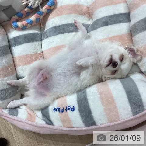 埼玉県のチワワ(ロング) (ペットプラス ピオニウォーク東松山店/2025年10月25日生まれ/男の子/クリームホワイト)の子犬の3枚目の画像