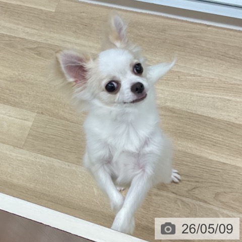 チワワの写真