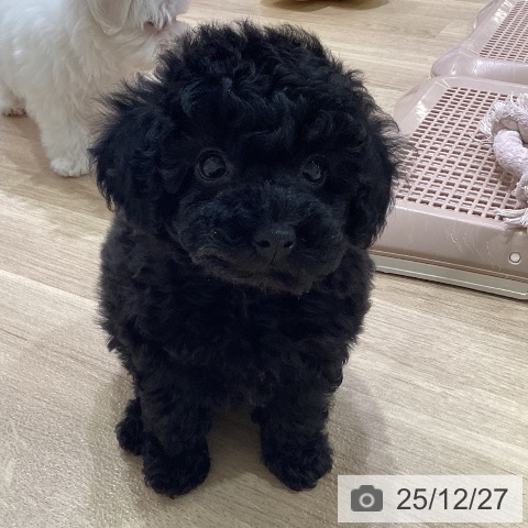 神奈川県のトイプードル(トイ) (ペットプラス ゆめが丘ソラトス店/2025年10月25日生まれ/女の子/ブラック)の子犬の4枚目の画像