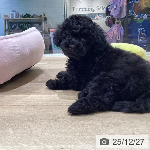 神奈川県のトイプードル(トイ) (ペットプラス ゆめが丘ソラトス店/2025年10月25日生まれ/女の子/ブラック)の子犬の3枚目の画像