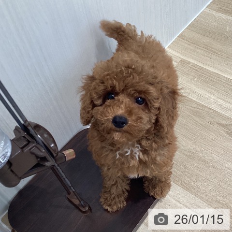 宮城県のトイプードル(トイ) (ペットプラス 仙台泉大沢店/2025年10月25日生まれ/男の子/レッド)の子犬の4枚目の画像