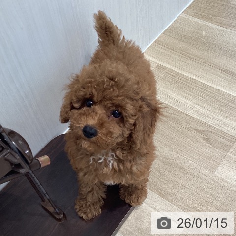 宮城県のトイプードル(トイ) (ペットプラス 仙台泉大沢店/2025年10月25日生まれ/男の子/レッド)の子犬の3枚目の画像