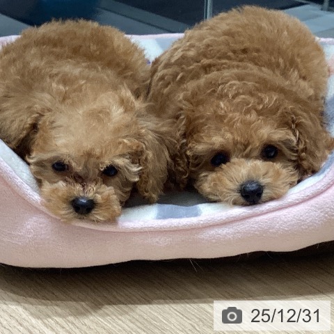 長野県のトイプードル(トイ) (ペットプラス 須坂店/2025年10月25日生まれ/男の子/アプリコット)の子犬の3枚目の画像