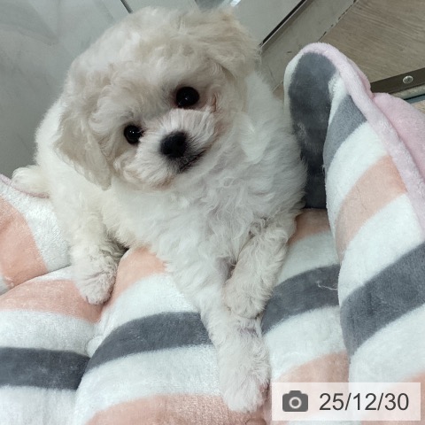 埼玉県のビションフリーゼ (ペットプラス 川口店/2025年10月26日生まれ/女の子/ホワイト)の子犬の4枚目の画像