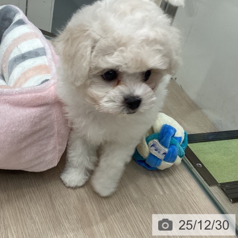 埼玉県のビションフリーゼ (ペットプラス 川口店/2025年10月26日生まれ/女の子/ホワイト)の子犬の3枚目の画像