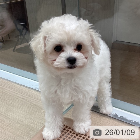 埼玉県のビションフリーゼ (ペットプラス 川口店/2025年10月26日生まれ/女の子/ホワイト)の子犬の3枚目の画像