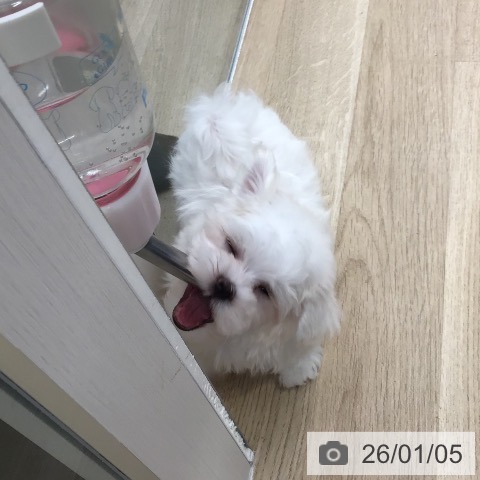 東京都のマルチーズ (ペットプラス むさし村山店/2025年10月26日生まれ/男の子/ホワイト)の子犬の4枚目の画像