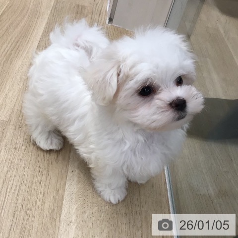 東京都のマルチーズ (ペットプラス むさし村山店/2025年10月26日生まれ/男の子/ホワイト)の子犬の3枚目の画像