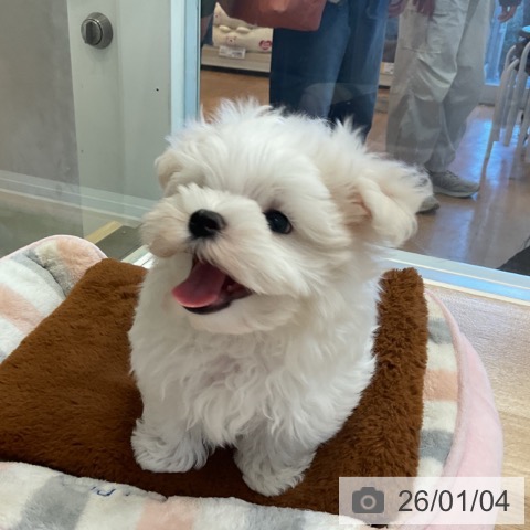 マルチーズの写真