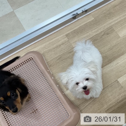 マルチーズの写真