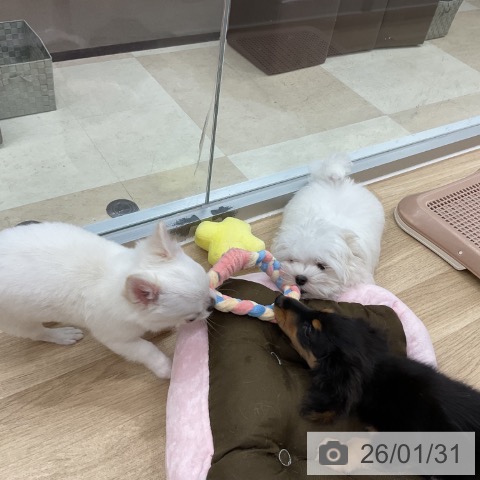 神奈川県のマルチーズ (ペットプラス アミーゴ藤沢店/2025年10月26日生まれ/男の子/ホワイト)の子犬の4枚目の画像