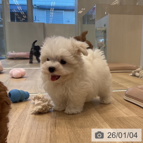 神奈川県のマルチーズ (ペットプラス テラスモール湘南店/2025年10月26日生まれ/男の子/ホワイト)の子犬の3枚目の画像