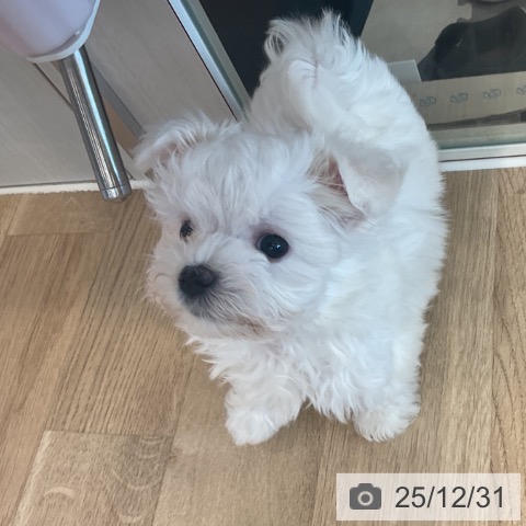 神奈川県のマルチーズ (ペットプラス テラスモール湘南店/2025年10月26日生まれ/女の子/ホワイト)の子犬の4枚目の画像