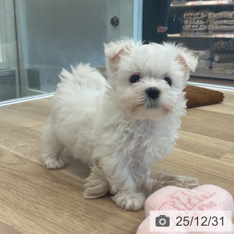 神奈川県のマルチーズ (ペットプラス テラスモール湘南店/2025年10月26日生まれ/女の子/ホワイト)の子犬の3枚目の画像