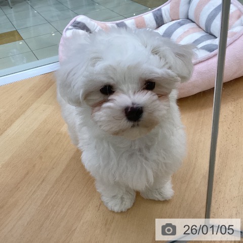 埼玉県のマルチーズ (ペットプラス 羽生店/2025年10月26日生まれ/女の子/ホワイト)の子犬の4枚目の画像