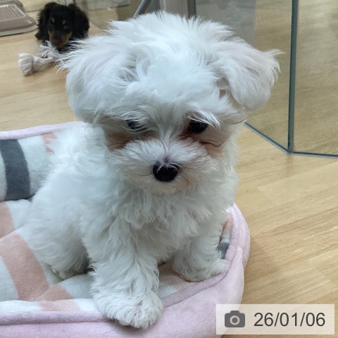 埼玉県のマルチーズ (ペットプラス 羽生店/2025年10月26日生まれ/女の子/ホワイト)の子犬の3枚目の画像