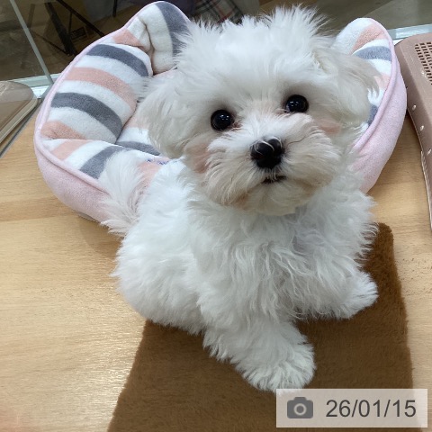 埼玉県のマルチーズ (ペットプラス 羽生店/2025年10月26日生まれ/女の子/ホワイト)の子犬の3枚目の画像