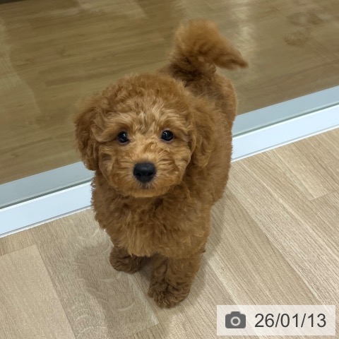 東京都のトイプードル(トイ) (ペットプラス MARK IS 葛飾かなまち店/2025年10月25日生まれ/男の子/レッド)の子犬の4枚目の画像