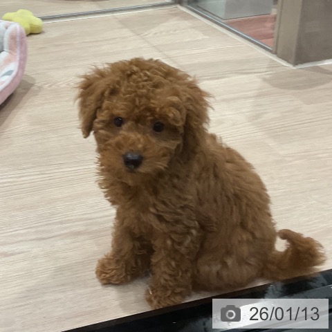 埼玉県のトイプードル(トイ) (ペッツワン 新座店/2025年10月25日生まれ/男の子/レッド)の子犬の4枚目の画像