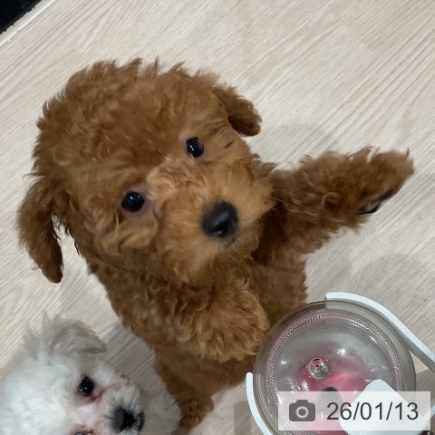 埼玉県のトイプードル(トイ) (ペッツワン 新座店/2025年10月25日生まれ/男の子/レッド)の子犬の3枚目の画像