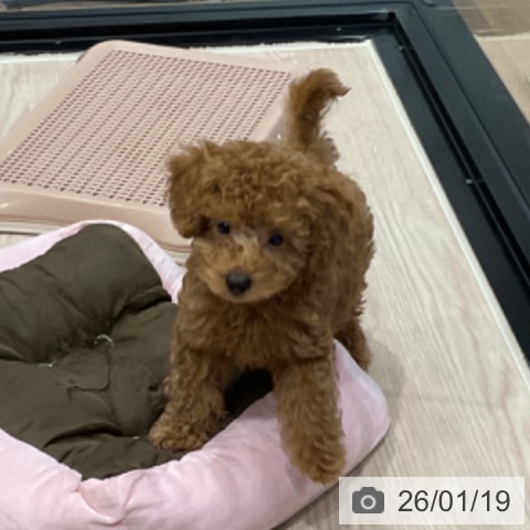 埼玉県のトイプードル(トイ) (ペッツワン 新座店/2025年10月25日生まれ/男の子/レッド)の子犬の4枚目の画像