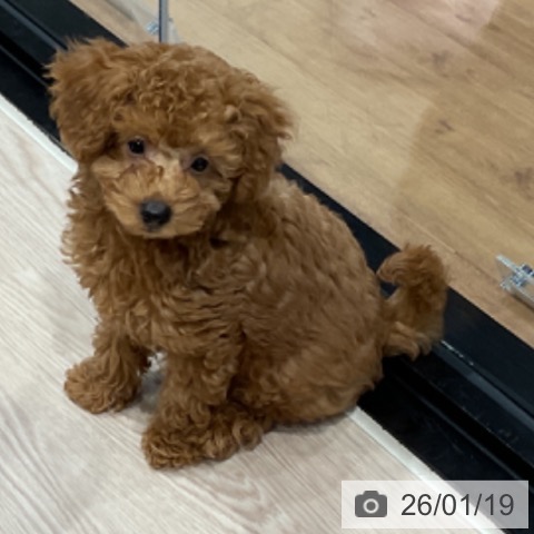 埼玉県のトイプードル(トイ) (ペッツワン 新座店/2025年10月25日生まれ/男の子/レッド)の子犬の3枚目の画像