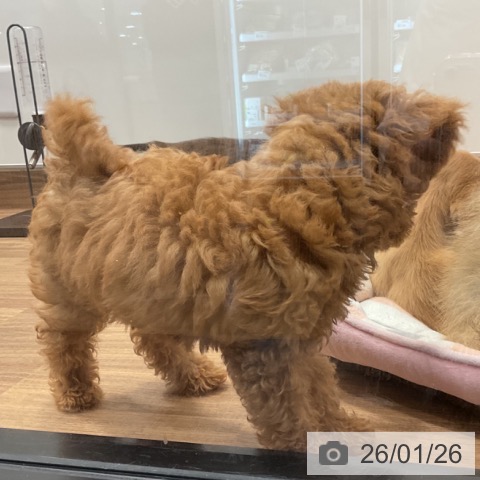 埼玉県のトイプードル(トイ) (ペッツワン 新座店/2025年10月25日生まれ/男の子/レッド)の子犬の4枚目の画像