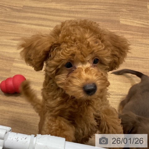 埼玉県のトイプードル(トイ) (ペッツワン 新座店/2025年10月25日生まれ/男の子/レッド)の子犬の3枚目の画像