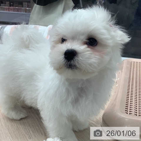 埼玉県のマルチーズ (ペットプラス 川口店/2025年10月26日生まれ/男の子/ホワイト)の子犬の4枚目の画像