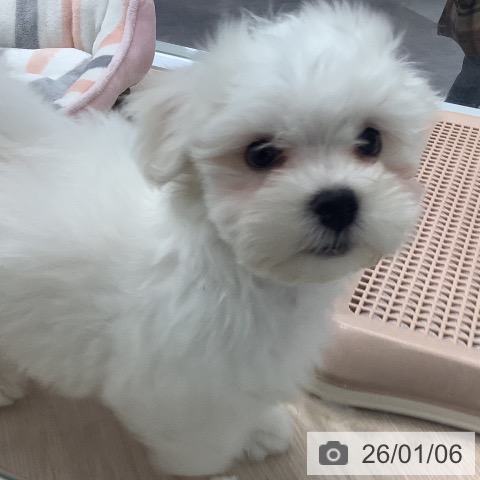 埼玉県のマルチーズ (ペットプラス 川口店/2025年10月26日生まれ/男の子/ホワイト)の子犬の3枚目の画像