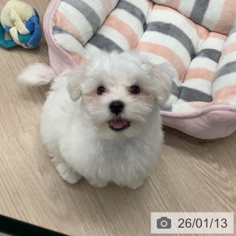 埼玉県のマルチーズ (ペットプラス 川口店/2025年10月26日生まれ/男の子/ホワイト)の子犬の3枚目の画像