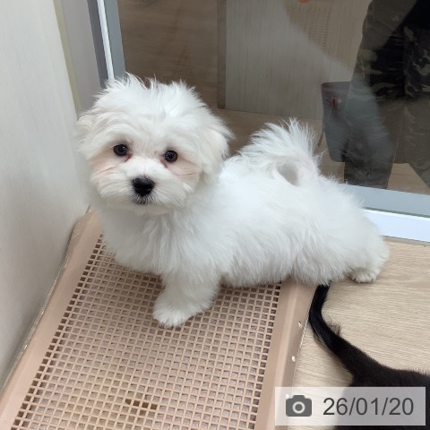 埼玉県のマルチーズ (ペットプラス 川口店/2025年10月26日生まれ/男の子/ホワイト)の子犬の3枚目の画像