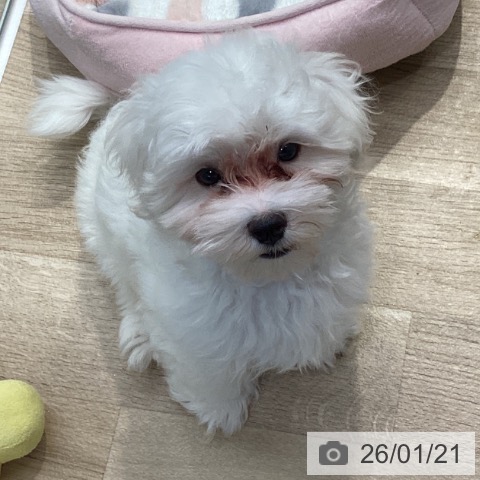 神奈川県のマルチーズ (ペットプラス 座間店/2025年10月26日生まれ/男の子/ホワイト)の子犬の3枚目の画像