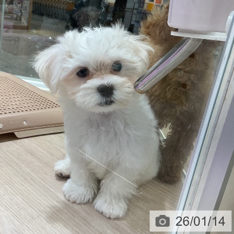 マルチーズの写真