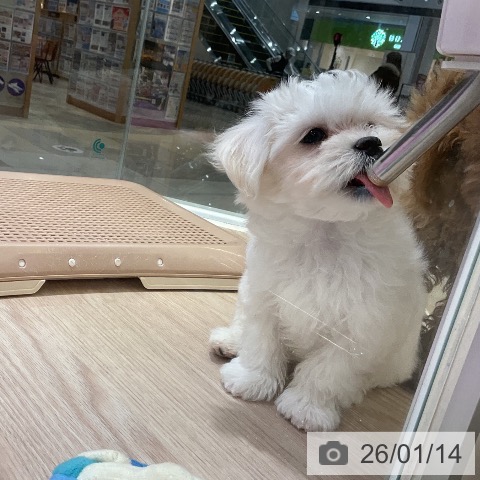 埼玉県のマルチーズ (ペットプラス 上尾店/2025年10月26日生まれ/男の子/ホワイト)の子犬の4枚目の画像