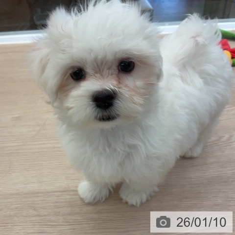 埼玉県のマルチーズ (ペットプラス 上尾店/2025年10月26日生まれ/男の子/ホワイト)の子犬の3枚目の画像