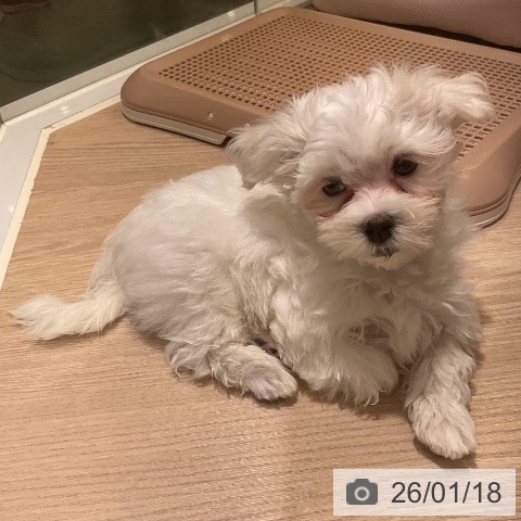 マルチーズの写真